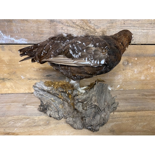 294 - Taxidermy Grouse on Small Log Base