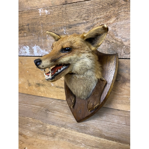 297 - Wall Mounted Taxidermy Fox Head and Paws