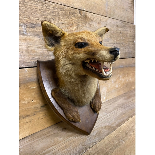 297 - Wall Mounted Taxidermy Fox Head and Paws