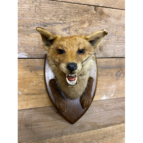 297 - Wall Mounted Taxidermy Fox Head and Paws