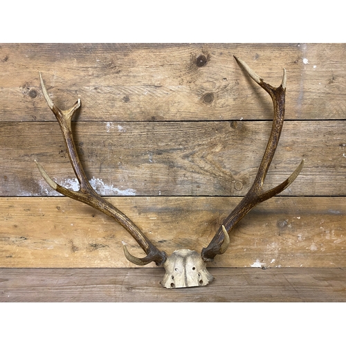 303 - Pair of Antlers (AF) and Single Antler