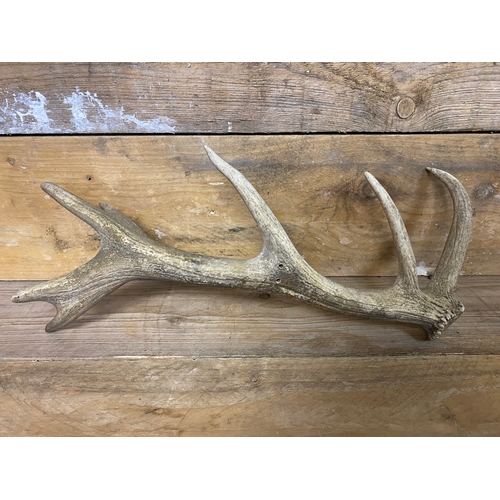 303 - Pair of Antlers (AF) and Single Antler