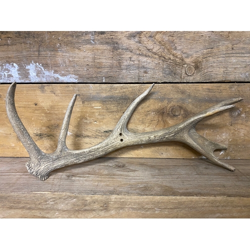 303 - Pair of Antlers (AF) and Single Antler