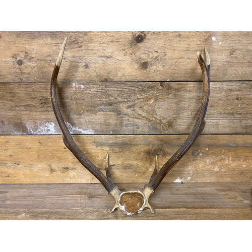 303 - Pair of Antlers (AF) and Single Antler