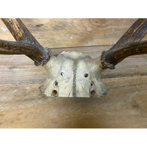 303 - Pair of Antlers (AF) and Single Antler