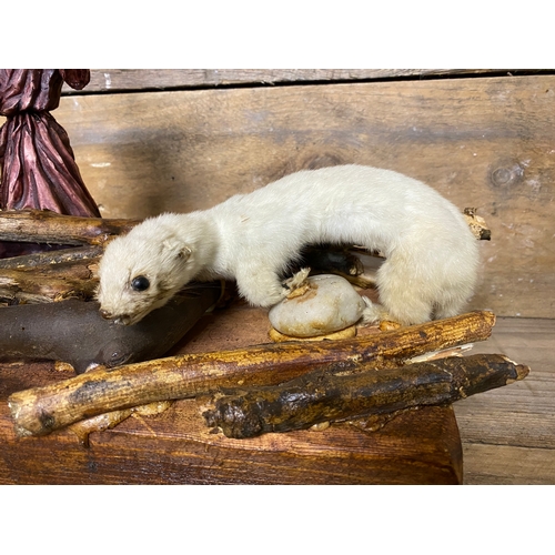 304 - Taxidermy Diorama on Wooden Base, creative license has been used to produce this eccentric display p... 