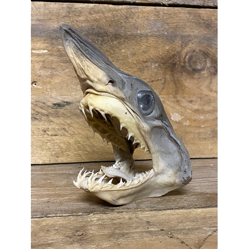 137 - Taxidermy Wall Hanging Sharks Head