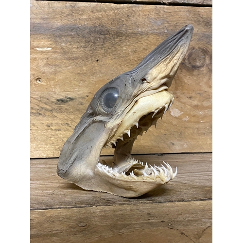 137 - Taxidermy Wall Hanging Sharks Head