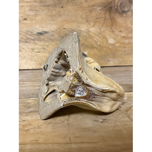 137 - Taxidermy Wall Hanging Sharks Head