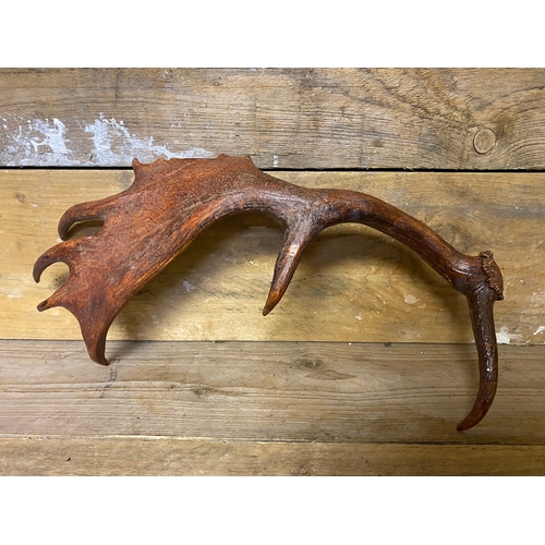 141 - Elk Antler