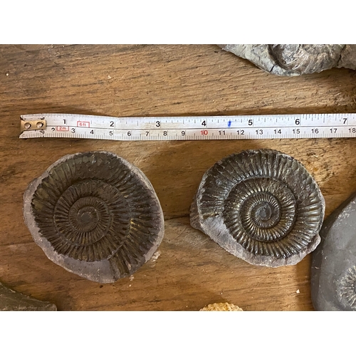 169 - Collection of Mixed Fossils to include Large Calcite Ammonite, Pyrite Ammonite and Polished Bellerop... 