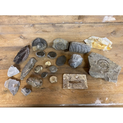 169 - Collection of Mixed Fossils to include Large Calcite Ammonite, Pyrite Ammonite and Polished Bellerop... 