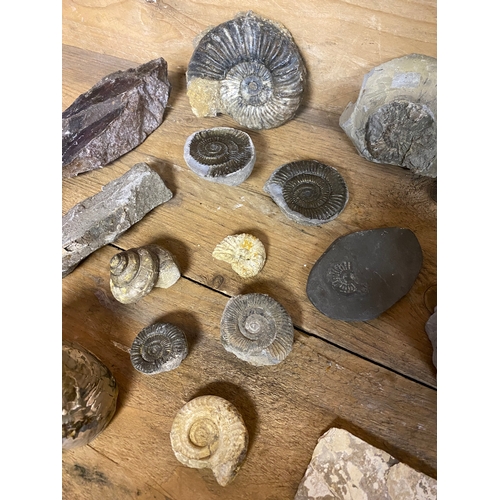 169 - Collection of Mixed Fossils to include Large Calcite Ammonite, Pyrite Ammonite and Polished Bellerop... 