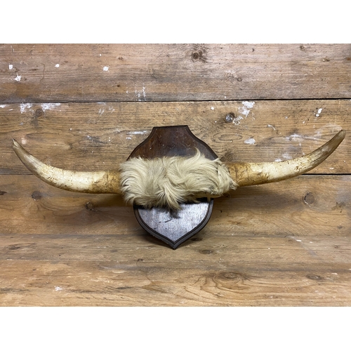 171 - Wall Mounted Cattle Horns