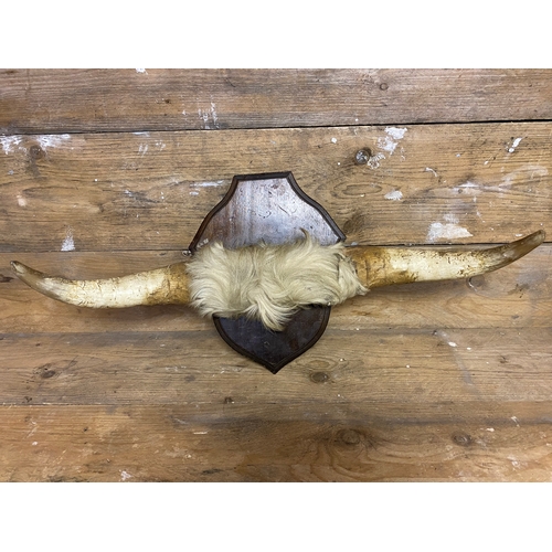 171 - Wall Mounted Cattle Horns