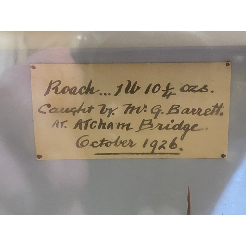 236 - Cased Taxidermy Roach, dated Oct. 1926