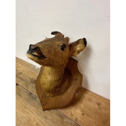 148 - Wall Mounted Taxidermy Deers Head