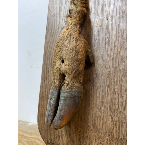 241 - Mounted Taxidermy Deers Hoof, dated 1905