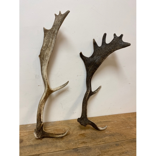 247 - Two Deers Antlers