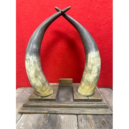 263 - Pair of mounted bull horns