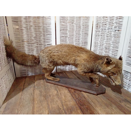 80 - Taxidermy Fox on Wooden Base