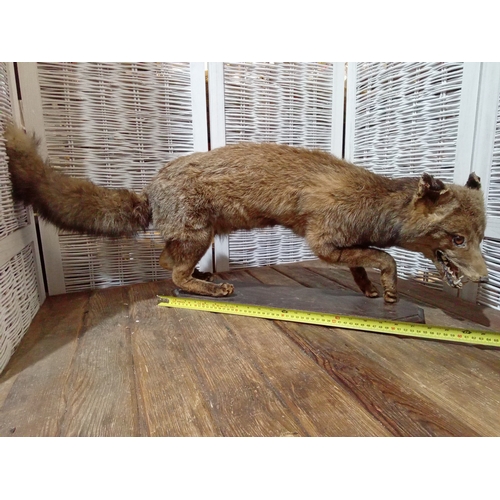 80 - Taxidermy Fox on Wooden Base