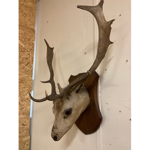 89 - Taxidermy Deer Head Mounted on Wooden Shield