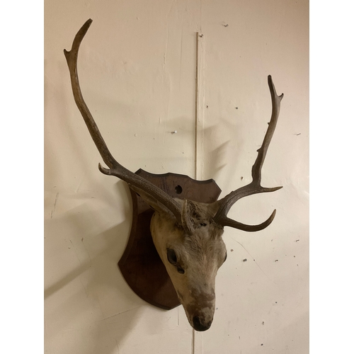 89 - Taxidermy Deer Head Mounted on Wooden Shield