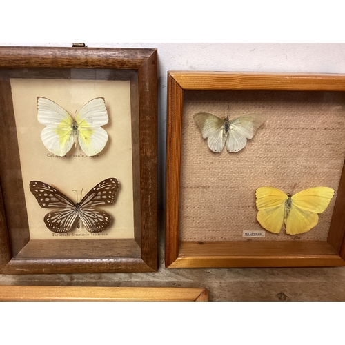181 - Framed Butterflies Taxidermy x 4