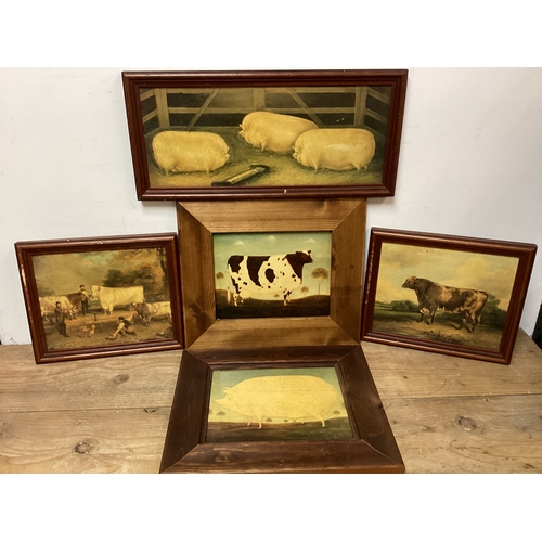 39 - Collection of Framed Prints of Pigs & Cows - Central Cow Print 37 cm x 33 cm
