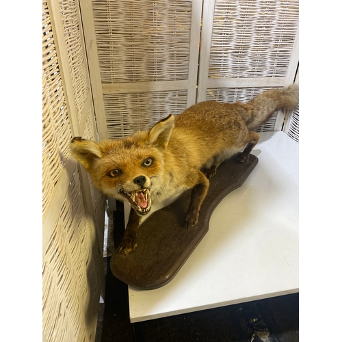 535 - Beautiful Taxidermy Fox