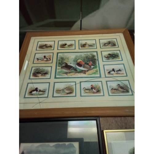 30 - Beautiful collection of framed animal prints