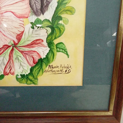3 - Floral Watercolour of Petunia, Hybrids. Signed A Hathersmith.