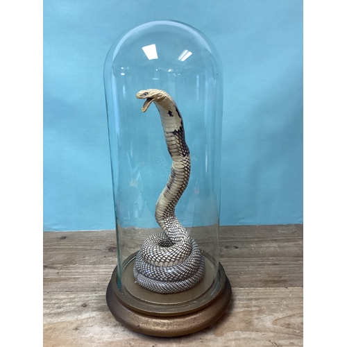 305 - Taxidermy Cobra Snake in Glass Dome Display Case