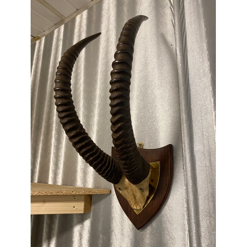 361 - Large Mounted Oryx Horns