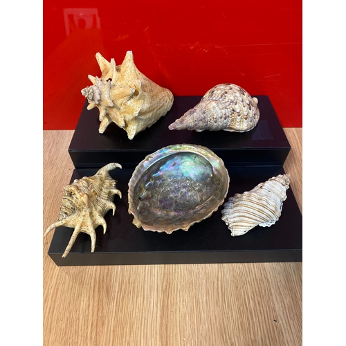 Collection of Shells