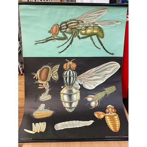 180 - German Anatomy of a Fly Poster 1967 Jung Koch Quentell