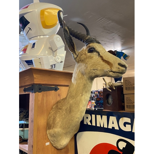 835 - Springbok Deer Taxidermy Head