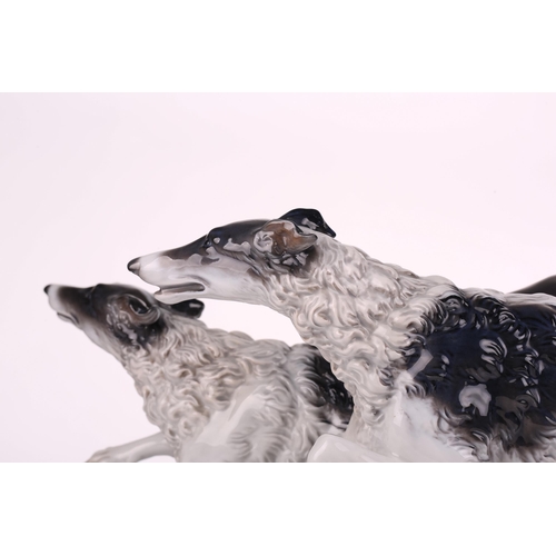 1264 - A Rosenthal porcelain figure of two Borzoi Wolfhounds racing, on an oval base, 61cm long