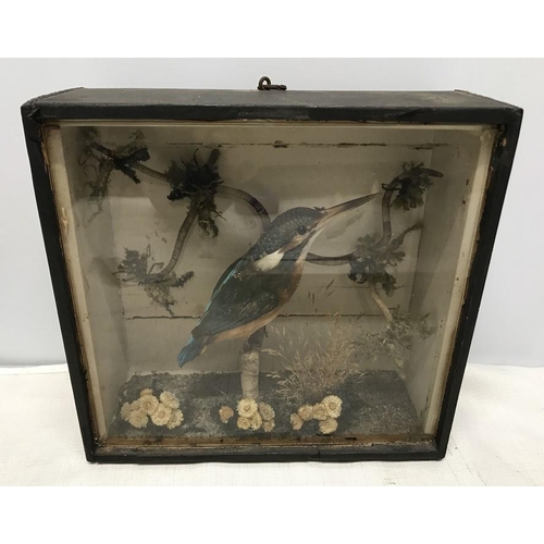 822 - Taxidermy, Kingfisher in glazed display case measuring 24cvms w x 23cms h x 9cms d.