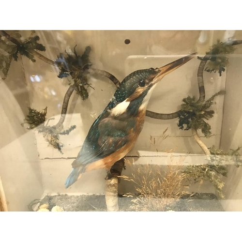 822 - Taxidermy, Kingfisher in glazed display case measuring 24cvms w x 23cms h x 9cms d.