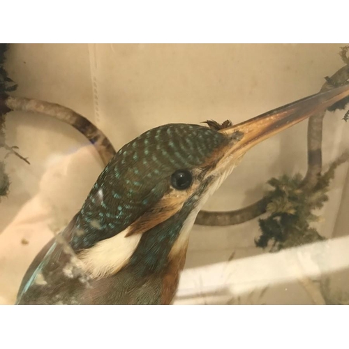 822 - Taxidermy, Kingfisher in glazed display case measuring 24cvms w x 23cms h x 9cms d.