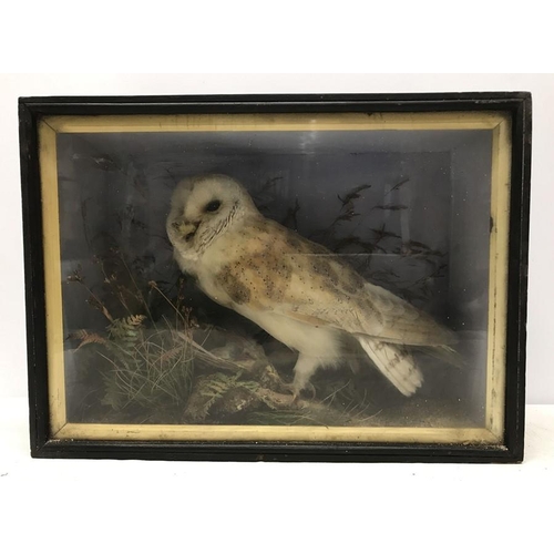 823 - Display cased taxidermy Barn Owl with taxidermist label to the back. Edward Allen of York. 42 w x 31... 