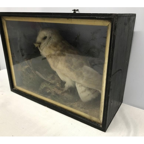 823 - Display cased taxidermy Barn Owl with taxidermist label to the back. Edward Allen of York. 42 w x 31... 