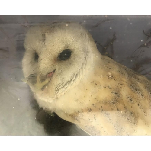 823 - Display cased taxidermy Barn Owl with taxidermist label to the back. Edward Allen of York. 42 w x 31... 