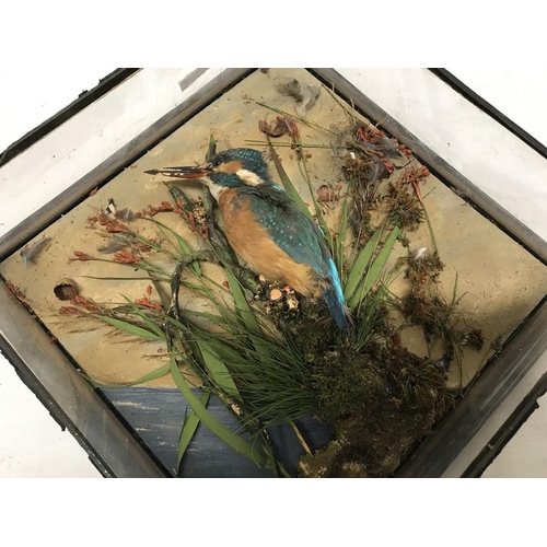 824 - Glazed case wall mounted taxidermy display Kingfisher. 32 x 32cms with 10cms depth.