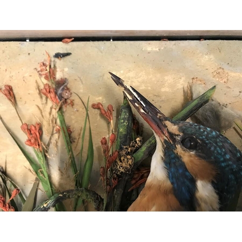 824 - Glazed case wall mounted taxidermy display Kingfisher. 32 x 32cms with 10cms depth.