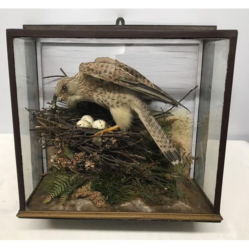 825 - Wall mounted glazed cased taxidermy. Nesting Kestrel with eggs. 44 w x 42 h x 19cms d.