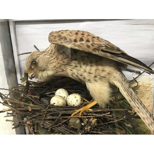 825 - Wall mounted glazed cased taxidermy. Nesting Kestrel with eggs. 44 w x 42 h x 19cms d.