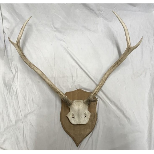 826 - Large Antler horns with Skull, wall mounted on an oak shield back, antler and skull length approx 68... 